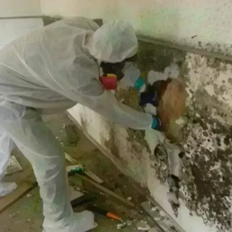 Mold Remediation and Removal in San Luis Obispo County, CA